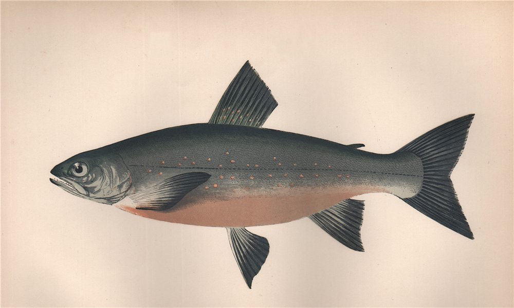 GRAY'S CHAR. Salmo Grayi, Salmo trutta trutta. COUCH. Fish 1862 old print